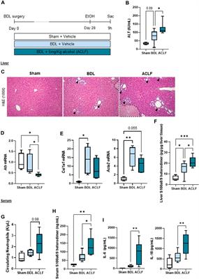 G-CSF increases calprotectin expression, liver damage and neuroinflammation in a murine model of alcohol-induced ACLF